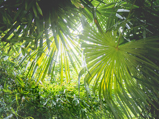 Sun shines on palm tree leaves. Tropical tree with fresh green foliage.