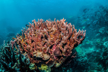 Underwater Shot of Colorful Coral Reef in Clear Blue Ocean
