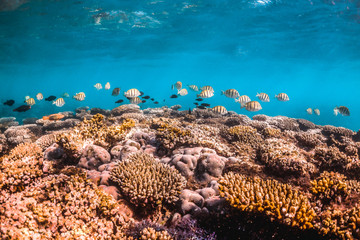Fototapeta na wymiar Schooling Fish Swimming Above Colorful Coral Reef
