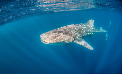 Whale Shark Swimming in Clear Blue Water