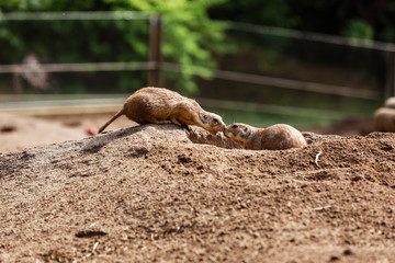 two Beautiful brown gophers are kissing. hamster in the zoo. Close up of muzzle of fluffy gophers. selective focus. animal background, wallpaper