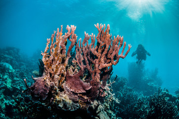Fototapeta na wymiar Colorful coral reef in clear blue water