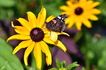 A beautiful butterfly sits on a flower on a hot and sunny summer day. Insect macro shot.
