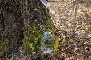 Traditional collection of birch juice in the spring in Belarus
