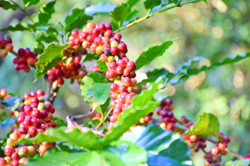 Coffee berries and leaves on branch coffee in plantation.