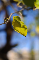 on a tree on bare branches a light yellow leaf