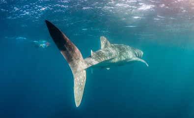 Obraz premium Whale Shark swimming in clear blue water in the wild