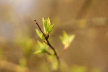 The awakening of nature in spring in the rays of the sun