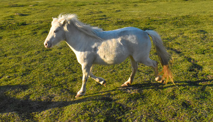 Naklejka na ściany i meble Beautiful white horse running in pasture