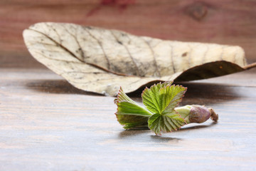 Young green with a burgundy border leaves of black currant on a background of an old brown leaf