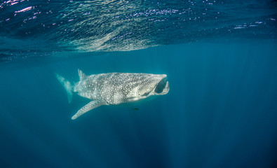Whale Shark swimming in clear blue water in the wild