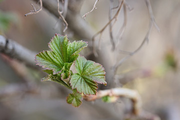 Young green leaves of blackcurrant in early spring