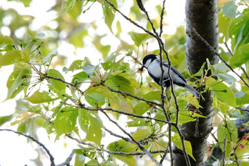 japanese tit on branch