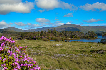 Fototapeta na wymiar Wildflowers with mountains and lake in an Irish landscape