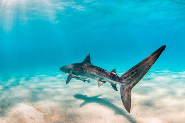 Fototapeta premium Tiger Shark Swimming Peacefully Over Sandy Sea bed
