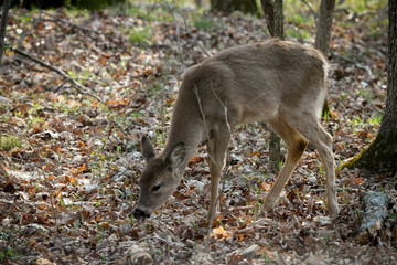 Deer 