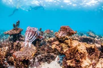 Underwater Shot of Cuttlefish Hovering Above Colorful Coral Reef