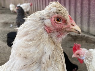 White rooster by fence on the farm