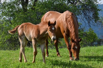 Mare and colt horse under tree in pasture