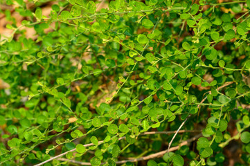 green leaves background