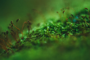 Green moss in the spring forest. Selective focus macro shot with shallow DOF