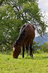 Pretty Thoroughbred Horse under tree 