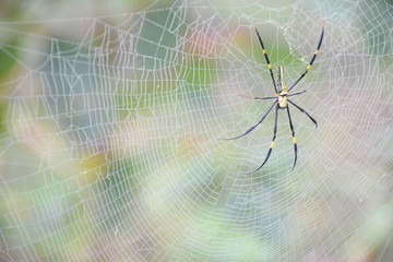 Spider web in the coffee plantation.