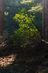 Sun beams pour through trees in forest. Sunlight in a pine forest. Summer natural background
