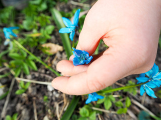 A child's hand holds a growing blue Scylla flower in spring on a Sunny day