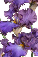 iris flower background