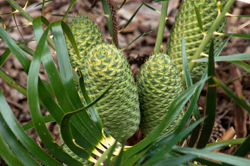 Sydney Australia, Macrozamia Lucida a palm like bush with green cones in springtime