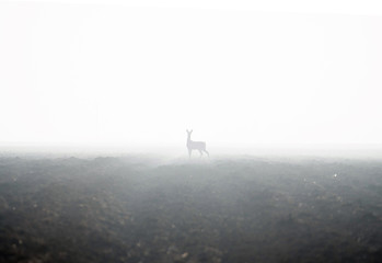 deer in a field under fog