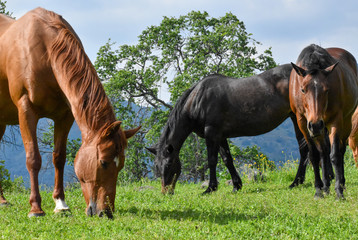 Obraz premium Pretty wild horses in meadow grazing
