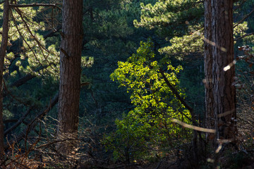 Fototapeta na wymiar Sun beams pour through trees in forest. Sunlight in a pine forest. Summer natural background