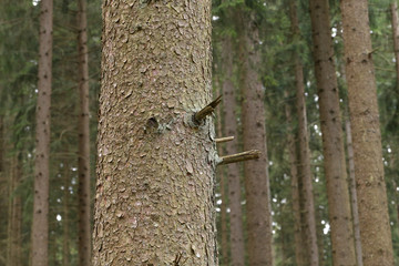 The trunk of a tree with in a coniferous forest