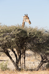 giraffe in the wild