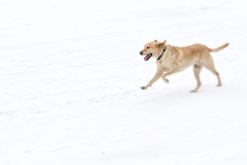 dog running in white snow with wide open mouth