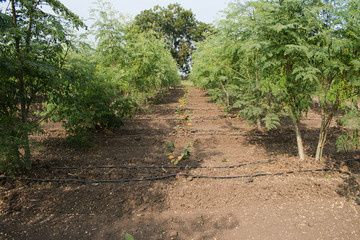 Drumstick (Moringa) crops inrercropping with young custard apple trees. Intercropping concept  in Moringa field.