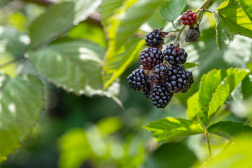 Ripe and unripe blackberries grows on the bush in the garden. Berry background. Close up of juicy berry on a branch. Gardening. Blurred background.