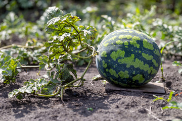 The fruit of the watermelon growing in the vegetable garden. Watermelon farm. Gardening,...