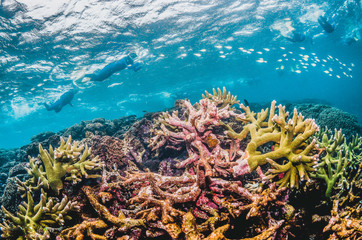 Fototapeta na wymiar Colorful coral reef in clear blue ocean