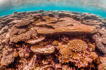 Colorful coral reef in clear blue ocean