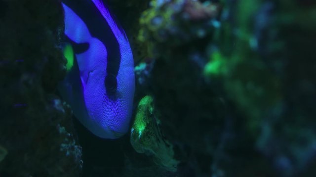 Blue Tang fish swimming in a dark coral tank.
