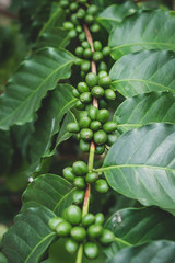 Coffee cherries , coffee beans ripening on coffee tree