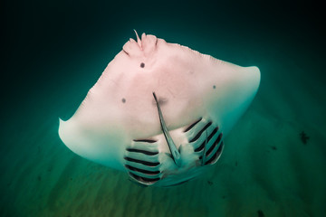 Manta ray swimming freely in the wild in clear blue ocean