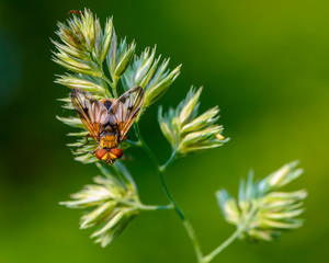 Tachina fly sits on twig of grass