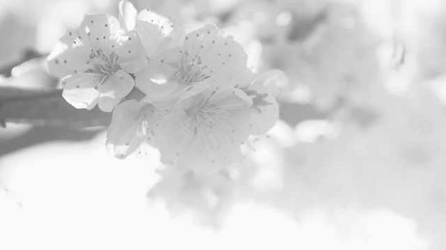 Closeup view black and white video of beautiful sunny delicate flowers of blooming in spring garden fruits trees. 