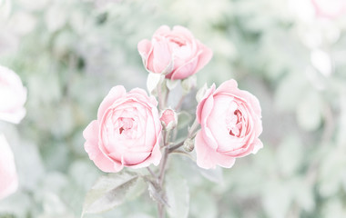 Rose in Pink Licht Bokeh High Key