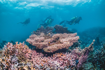 Fototapeta na wymiar Scuba Divers Among Colorful Coral Reef