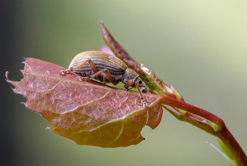 Beetle nut weever sits on an alder leaf © alex_1910